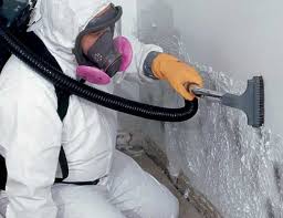 Best Mold Odor Removal Services in USA